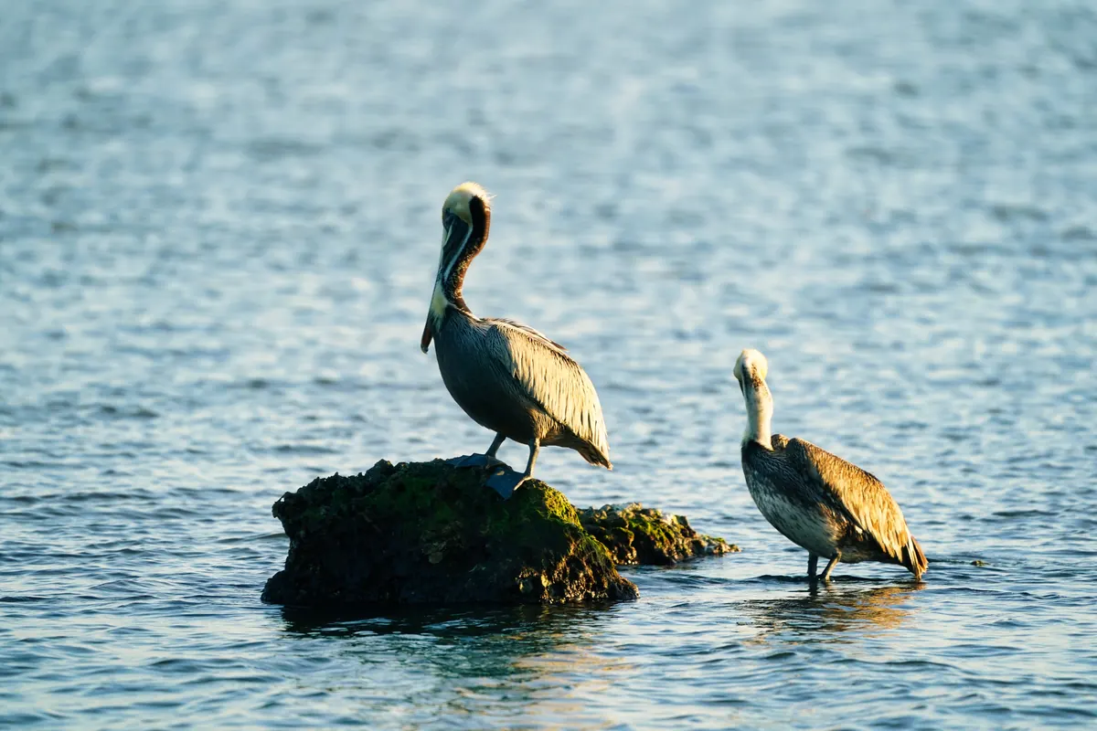 Two brown pelicans on and beside a small rock in rippling bay water